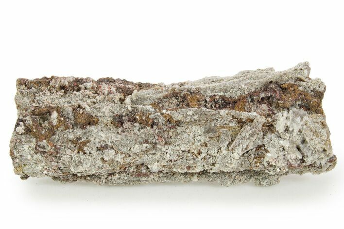 Devonian Petrified Wood (Callixylon) Section - Oldest True Wood #363364